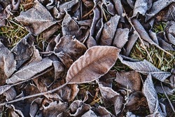 Frozen grass and leaves. Frost, frost on the grass and ground. Background with the first autumn frosts.
