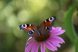 variegated butterflies squat on a pink echinacea ring