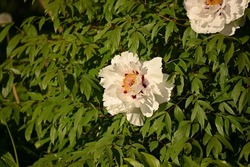 a large white ring of woody peony against a background of green leaves