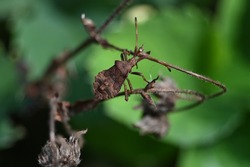 a large brown bug crawls through dead wild plants