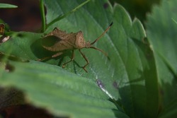 a large brown bug on a green leaf