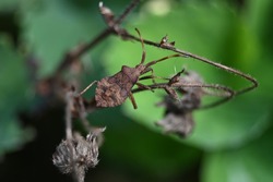 a large brown bug crawls on dead plants
