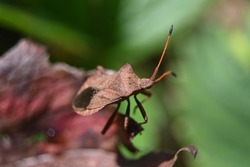a large brown bug on the edge of a red leaf