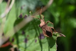 a large brown bug crawls along the edge of a green leaf