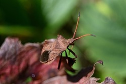 a large brown bug on an edge-trimmed red leaf