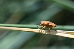 a light brown bug on a stalk of dead grass
