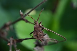 a large brown bug on a dead plant stem