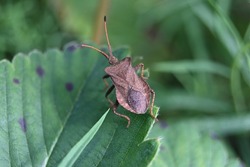 a large brown bug on a cut mulberry leaf