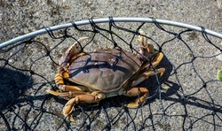 Red Rock crab caught in a fishing net viewed from above.
