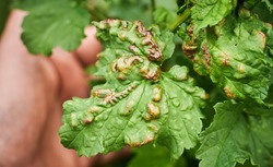 Common Plant Diseases. Peach leaf curl on currant leaves. Puckered or blistered leaves distorted by pale yellow aphids. Man holding reddish or yellowish green foliage eaten by currant blister aphids