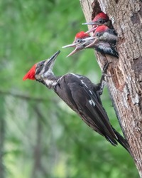 Pileated Woodpecker parent set to feed its three hungry chicks.