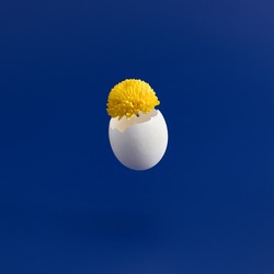 Easter minimal background with flower and cracked white egg. Yellow flower over blue background. Happy easter, spring or summer minimal concept