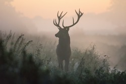 A deer in the colors of a foggy morning.