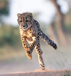 A young cheetah running. Taken in Kenya