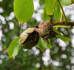 Close-up, walnuts with a burst green peel hang on the branches 