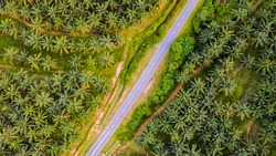 Aerial view, directly above a small road through a palm oil plantation in Malaysia. Kilometers of monoculture landscape near Port Dickson, the coast of Malaysia on the strait of Malacca