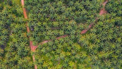 Aerial view, directly above a small footpath through a palm oil plantation in Malaysia. Kilometers of monoculture landscape near Port Dickson, the coast of Malaysia on the strait of Malacca