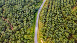 Aerial view, directly above a road through a palm oil plantation in Malaysia. Kilometers of monoculture landscape near Port Dickson, the coast of Malaysia on the strait of Malacca. Tilt shift effect 