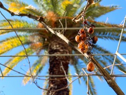 Rotten grapes at a branch with palm tree and blue sky background. 