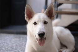 White Shepherd or Canaan or Mixed Siberian Husky Dog is looking at the camera while sticking the tongue out with blurred background. Selective focus.