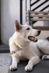 Portrait or vertical shot of a White Shepherd or Canaan or Mixed Siberian Husky Dog is looking at it's left side while lying down on the floor. Selective focus.