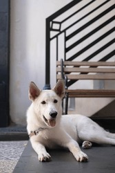 Portrait or vertical shot of a White Shepherd or Canaan or Mixed Siberian Husky Dog is looking at the camera while sticking the tongue out and lying down with blurred background. Selective focus.