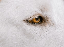 White Shepherd or Canaan or Mixed Siberian Husky Dog. Close-up. Macro. Focused on the eye. Selective focus.