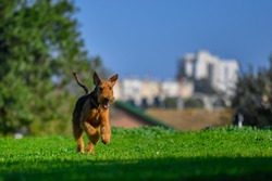 Airedale Terrier dog runs on the grass 