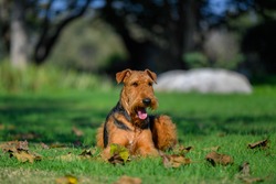 Airedale Terrier dog seats on the grass 