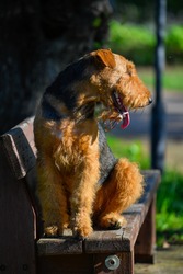 Airedale Terrier dog sitting on a bench