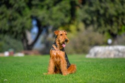 Airedale Terrier dog seats on the grass 