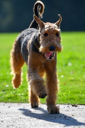Airedale Terrier dog runs on the grass 