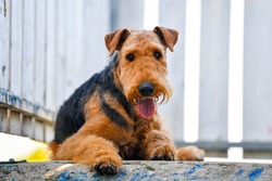 Airedale Terrier dog on the playground