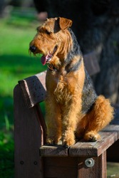 Airedale Terrier dog sitting on a bench