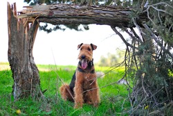 An Airedale Terrier dog sits on the grass under a broken tree