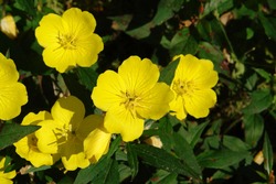 A close up of yellow flowers of evening primrose (Oenothera biennis, evening star, sundrop, suncup) in the garden 