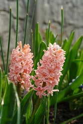 A close up of coral hyacinths of the 'Gipsy Queen' variety (Hyacinthus orientalis) in the garden