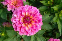 Dahlia of the 'Foxy Lady' variety in the garden, top view, close-up, copy space for text. Formal Decorative Dahlia with hues of pink and yellow.