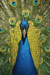 A portrait of a male Indian Peafowl displaying its feathers
