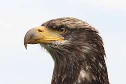 A portrait of a juvenile Bald Eagle against a bright sky
