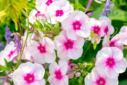 Pale pink with a magenta center phlox in a summer sunny garden.