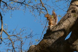 A squirrel watches from the safety of a tree on a clear blue sunny spring day.