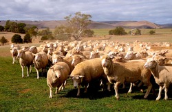 Flock of sheep in a farm in Australia