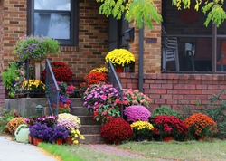 Seasonal house outdoor decoration. Main entrance stair, the brick house decorated by colorful potted flowers for autumn holidays season.