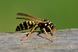 Isolated specimen of Vespula germanica (European wasp, German wasp), while scratching a wooden surface with its jaws, from which cellulose will be obtained, to build the nest.