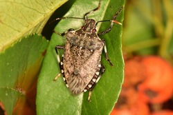 Macro image in natural light of isolated specimen of Brown marmorated stink bug, scientific name Halyomorpha halys, photographed on a green leaf with natural background.