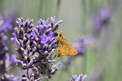 Macro photograph of a large isolated skipper (Ochlodes sylvanus) sucking sap on lavender flowers against a natural bokeh background.