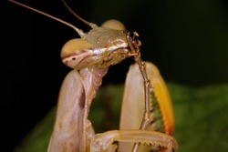 Close-up of a European mantis (Mantis religiosa) while she cleans her paws.