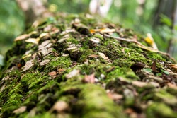 fallen tree with thick moss on the trunk close-up