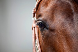 Horse eyes close up. Brown Quarter Horse with bridle